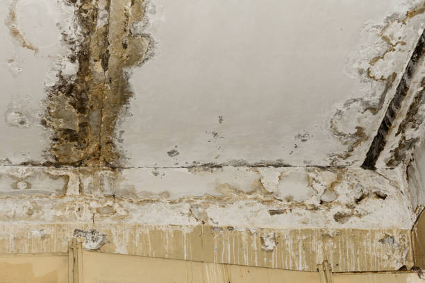 Best Residential Mold Inspection & Testing  in Newburyport, MA