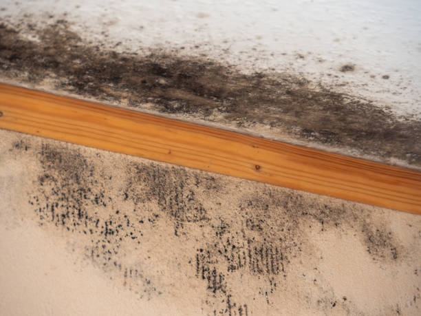 Mold Documentation for Insurance Claims